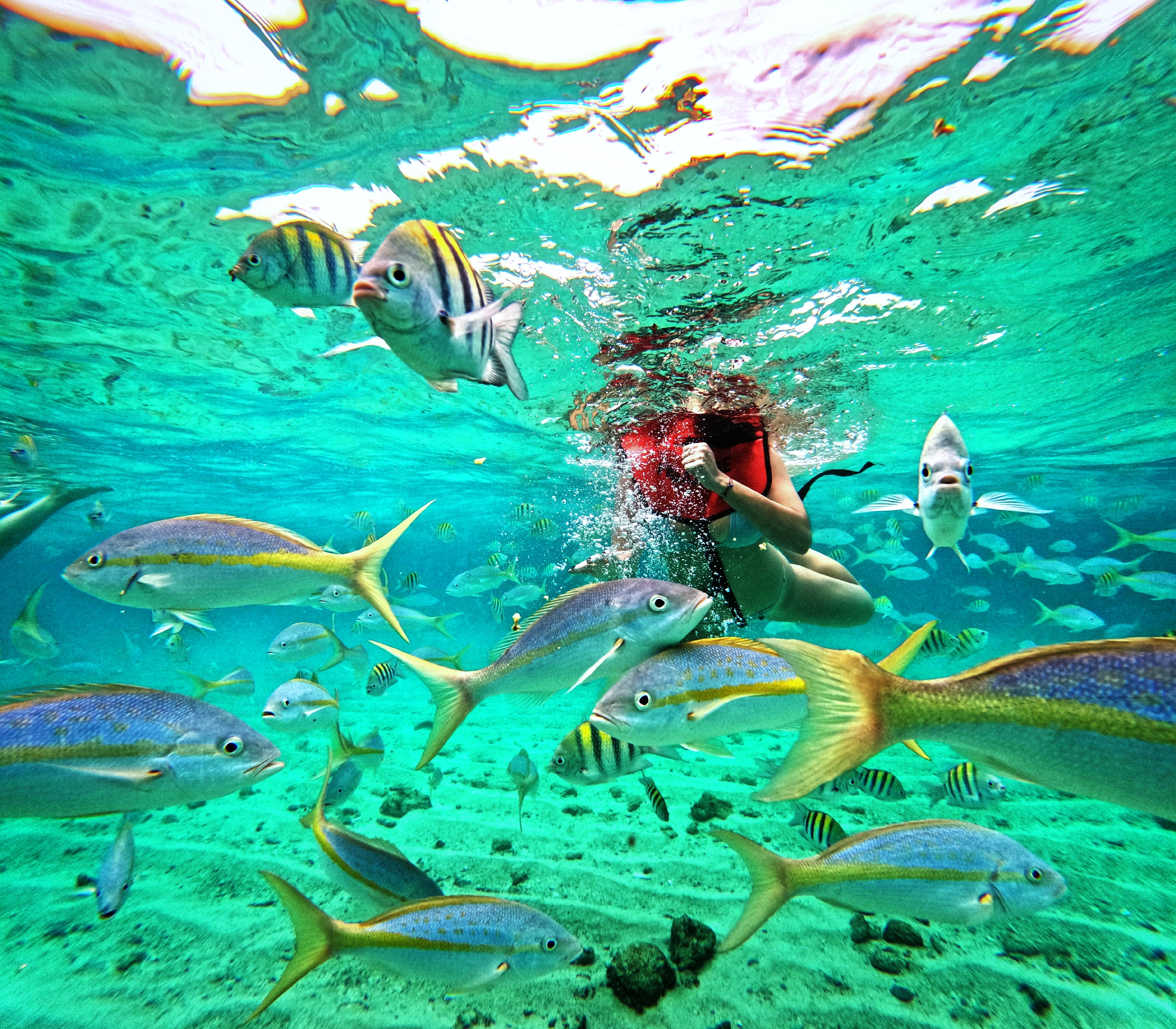 Paradise Island (Deluxe)